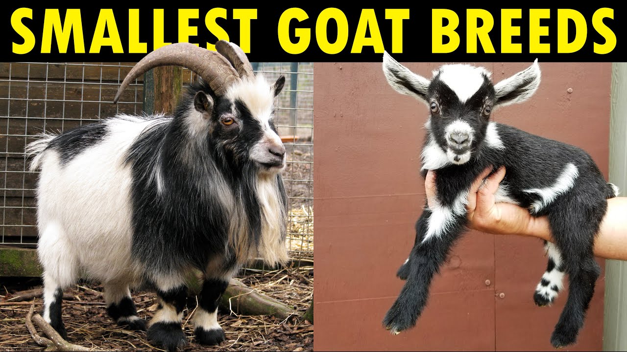 Small Goat Breeds for Farming | Best Dwarf Goat Breeds for Milk and Meat | Pet goat Breeds