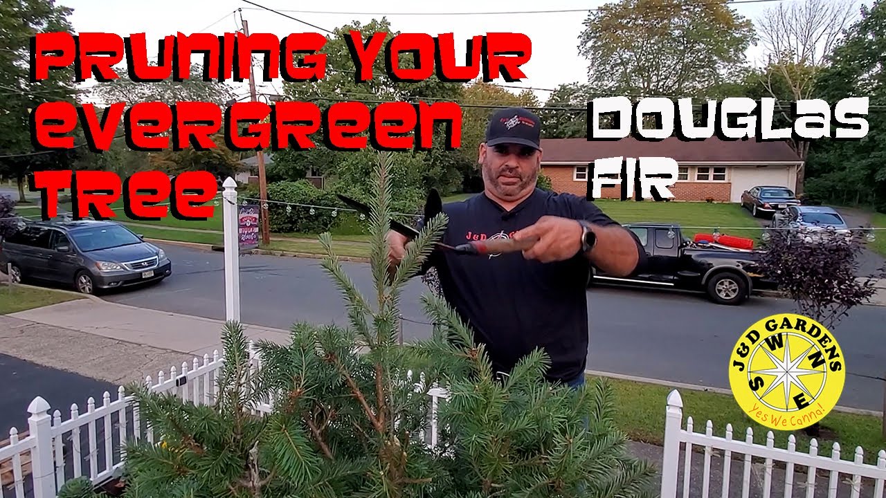Pruning Your Evergreen Tree   Douglas Fir 2021