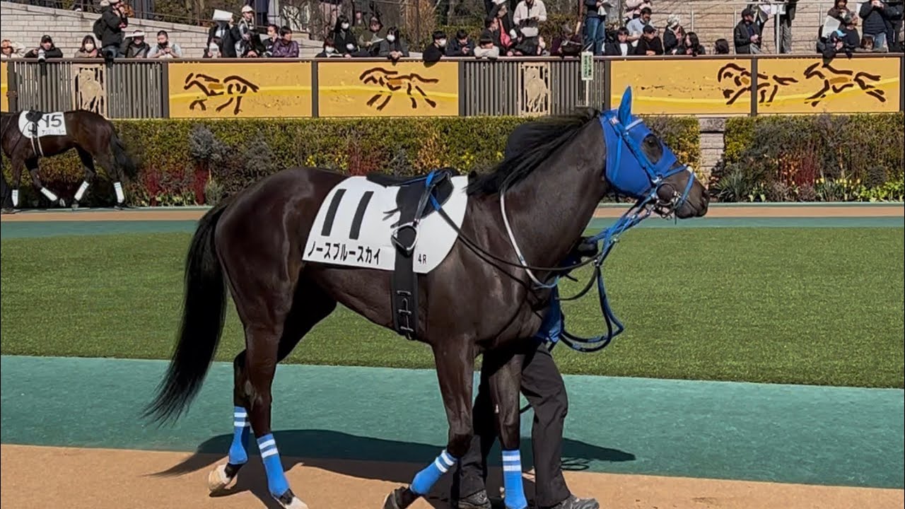 【新馬】ノースブルースカイ全頭パドック2026年2月14日(土曜) 1回東京5日4R東京競馬場