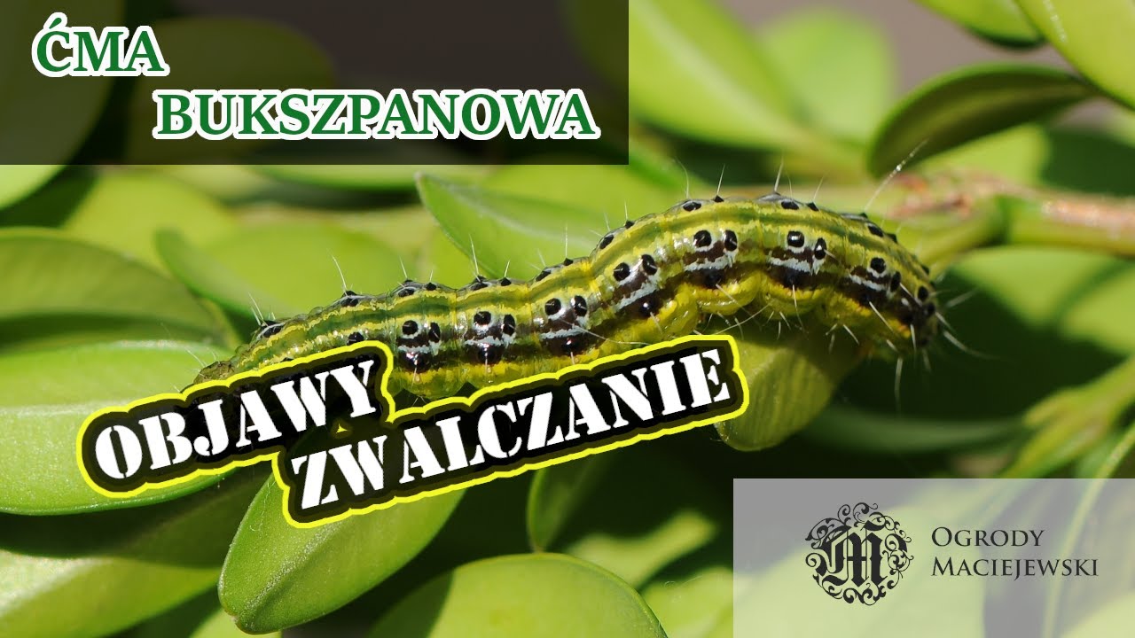 Gąsienice na bukszpanie ĆMA BUKSZPANOWA Cydalima perspectalis , jak ratować bukszpany?
