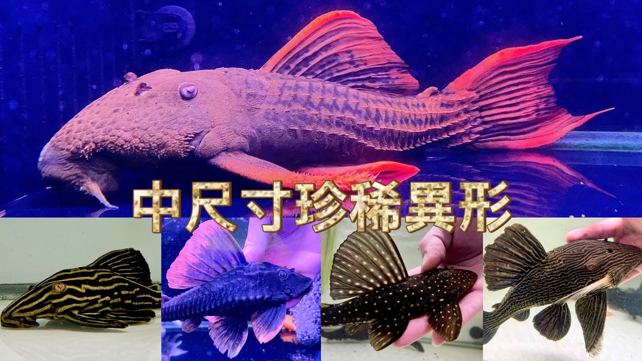 中尺寸珍稀異形 Medium Size Rare Plecos