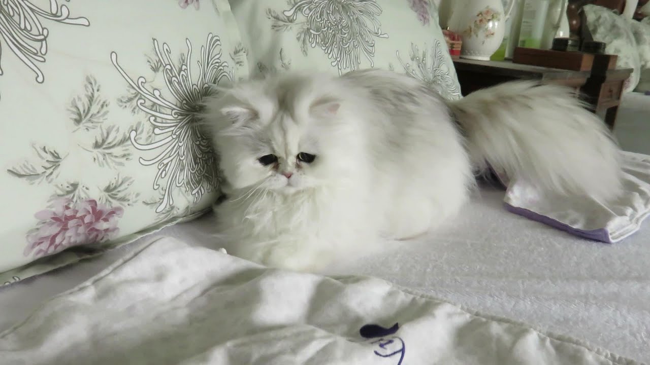 15 05 10 Persian kitty, Tiny Bear: HEAR ME ROAR!