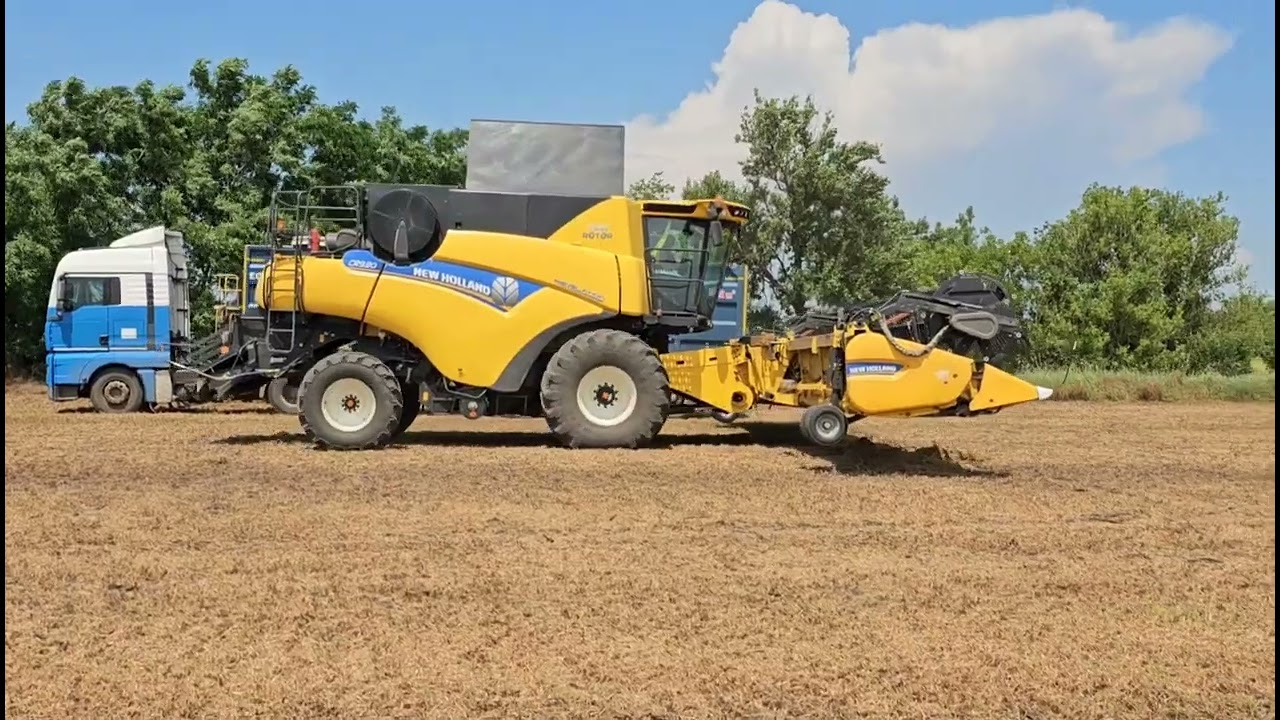 Горох зимующий .Начало.  No-till 03.07.2023
