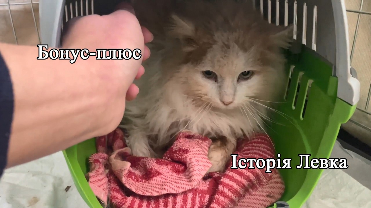 Кіт в подарунок до будинку