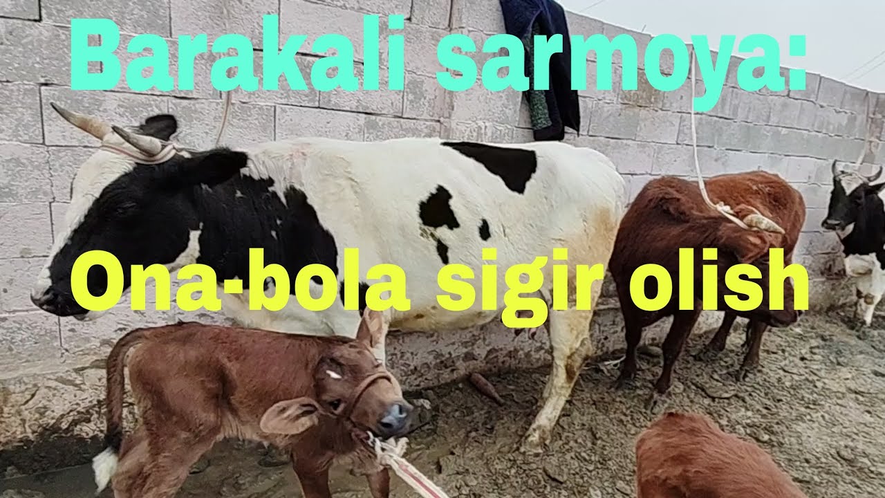 Sardoba tumani Qo'rg'ontepa mol bozori 