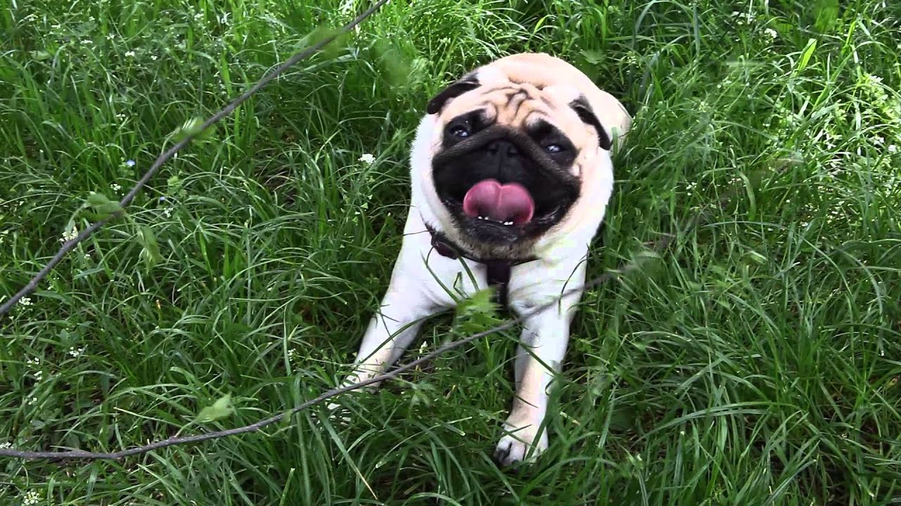 Pug Mao breathing heavily