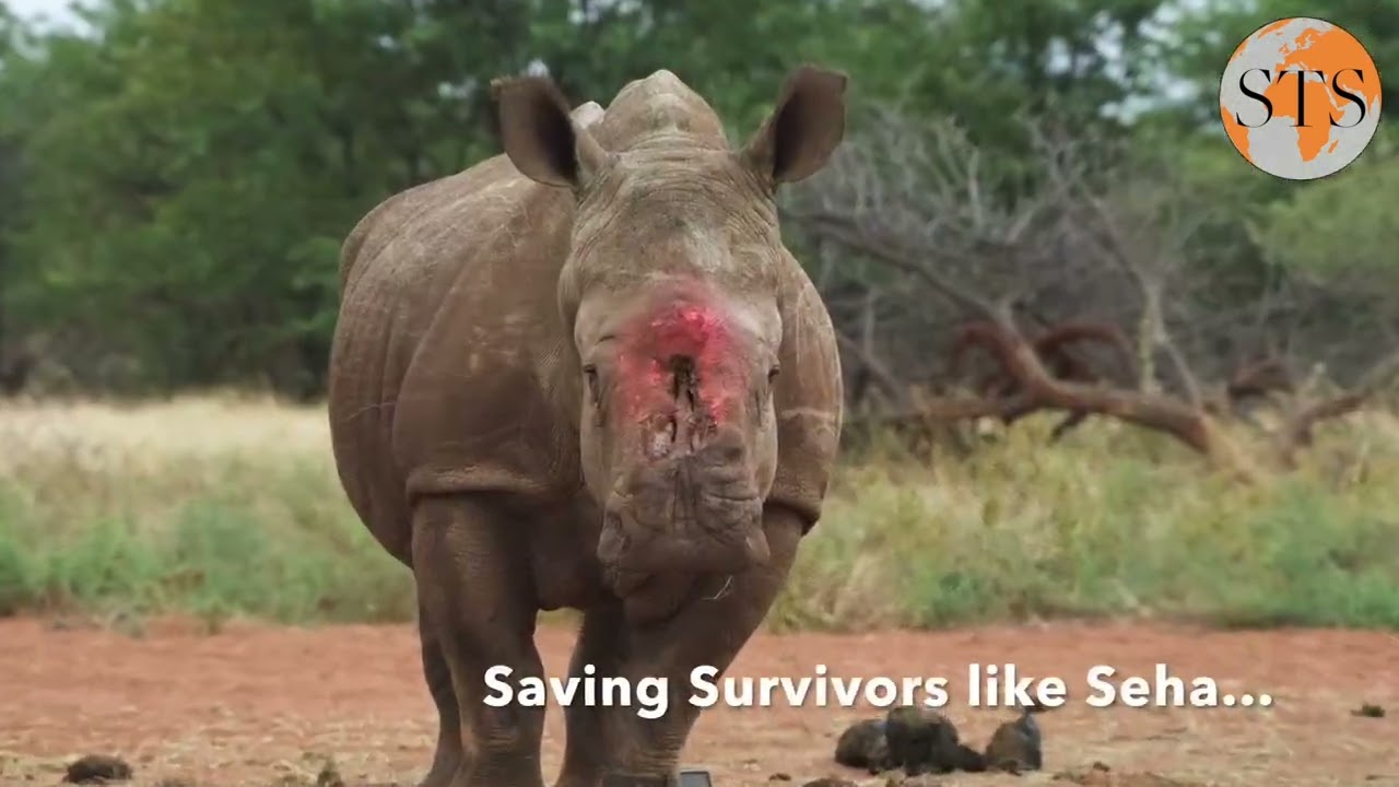 This Valentine’s Day, we’re celebrating a very special arrival in the bush… 🦏❤️