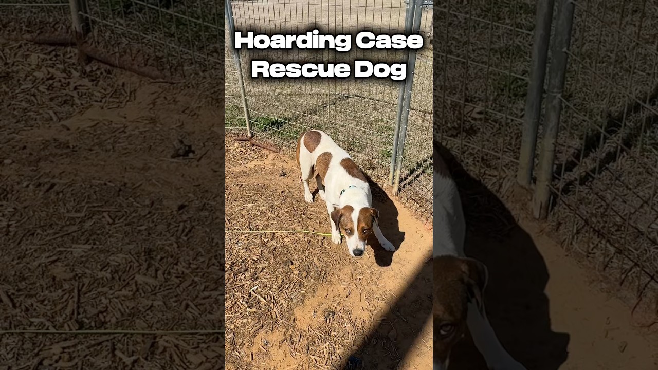 Timid Dog from Hoarding Case Learning About Kindness