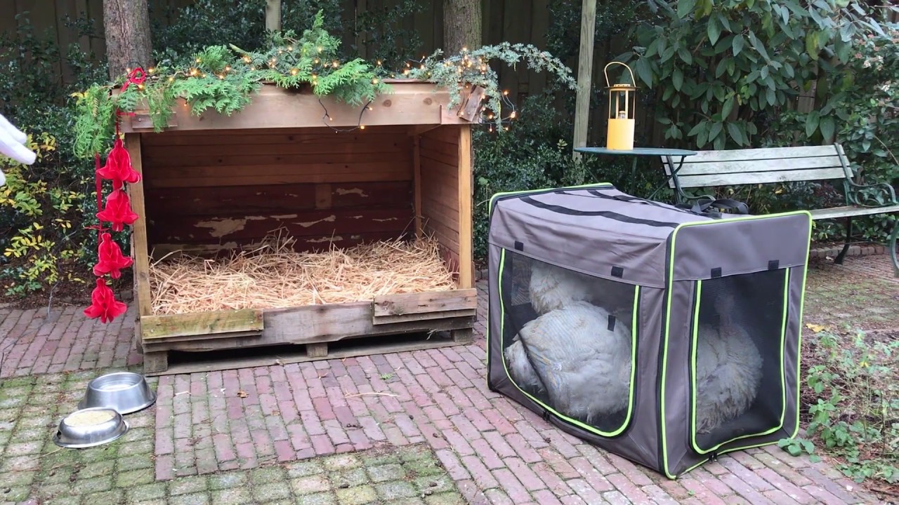 Kerstman redt kalkoenen