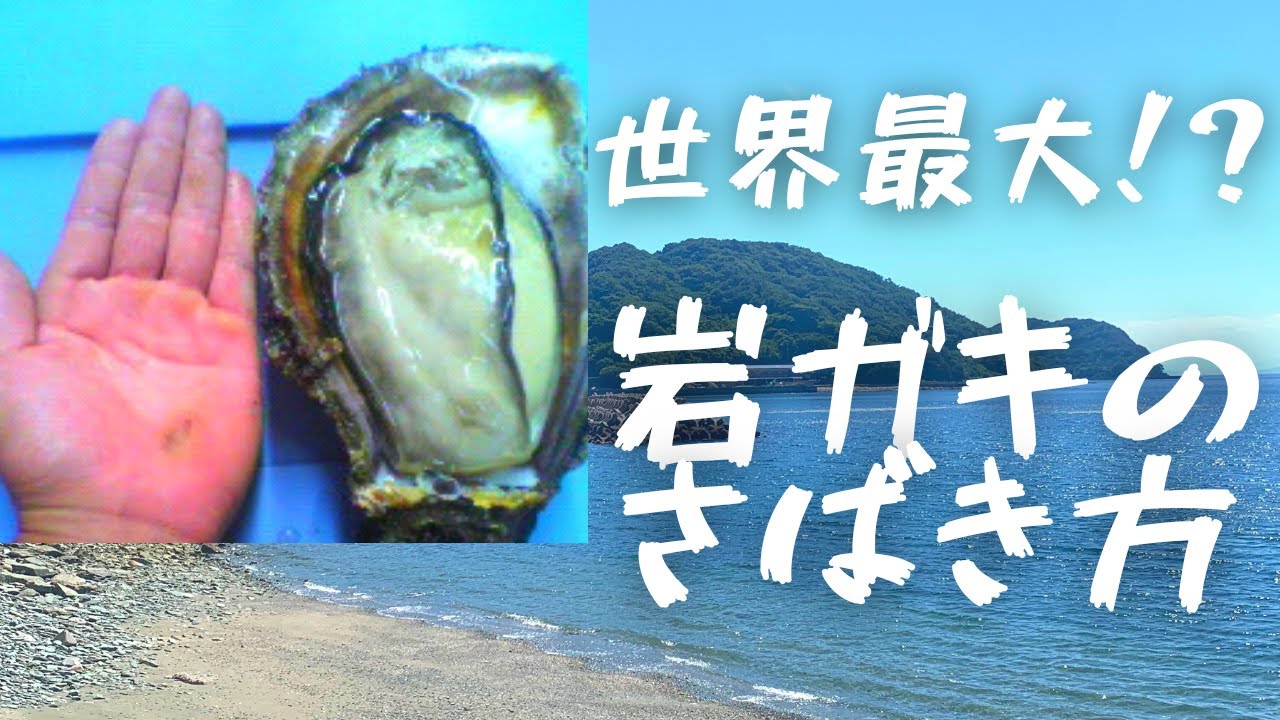 「世界最大⁉️　岩ガキのさばき方」