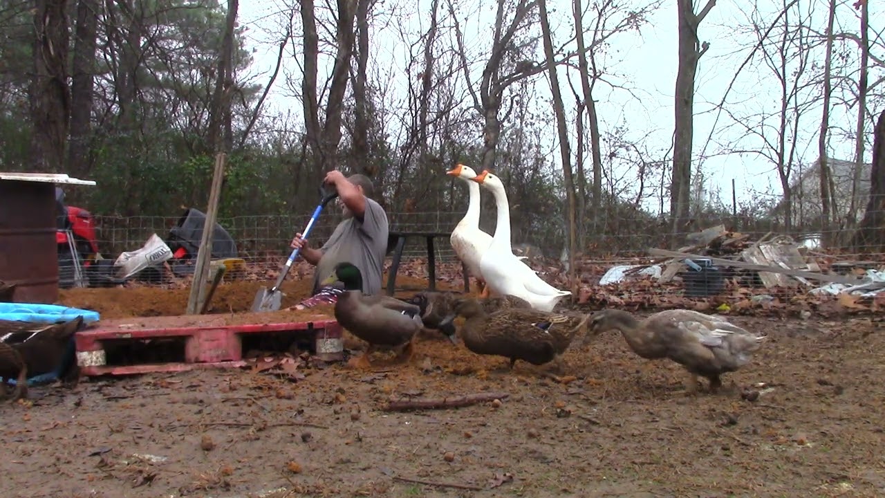 Dig a Goose Pond