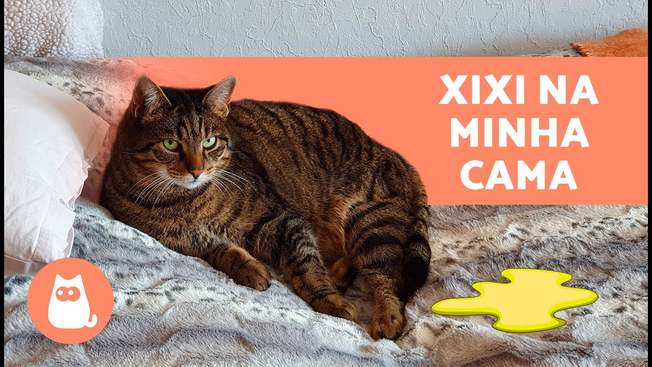 Por que meu GATO FAZ XIXI na CAMA? 🐈🛏️ (4 motivos e soluções)