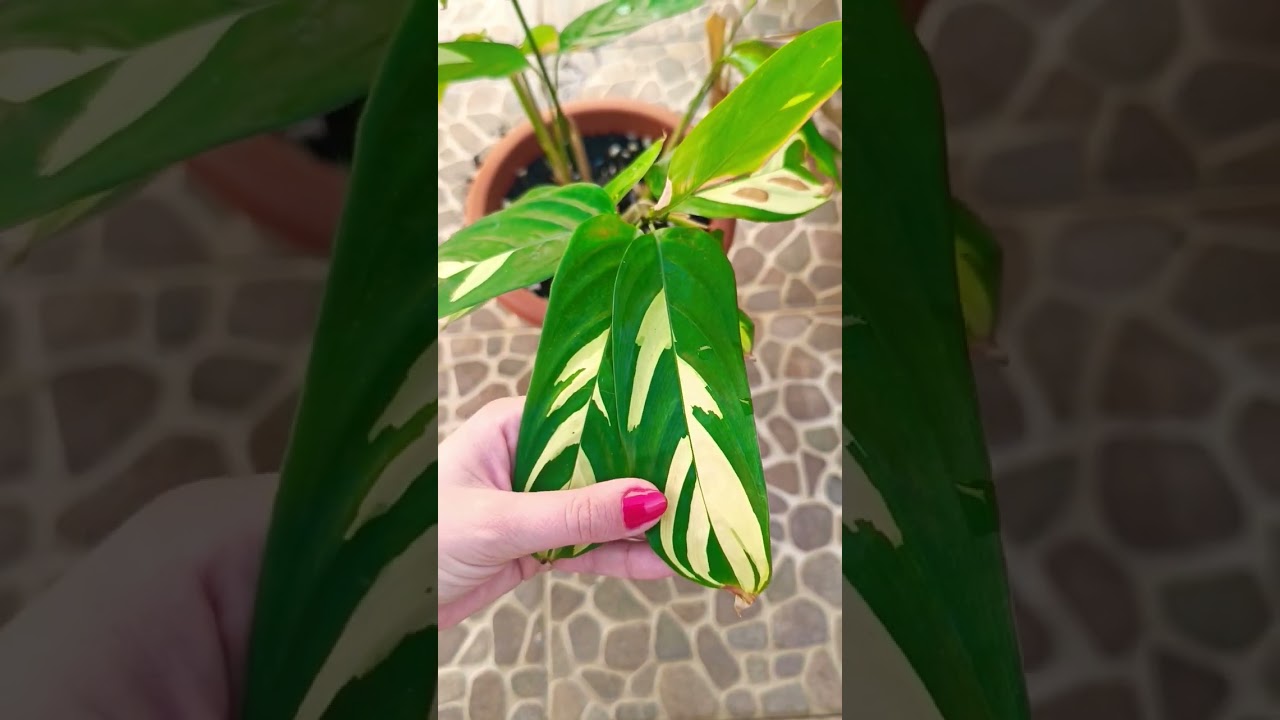 una de mis plantas favoritas: Ctenanthe lubbersiana 