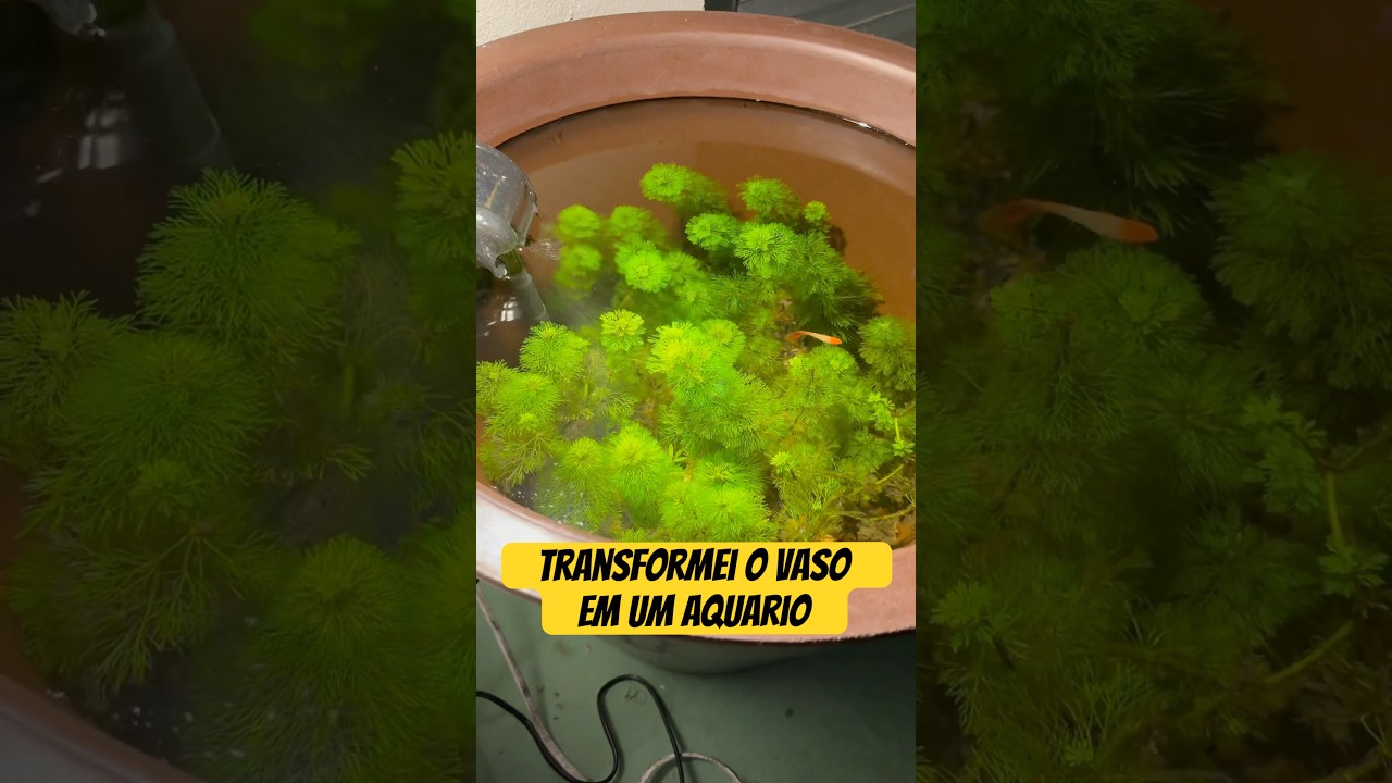 Vaso de plantas aqu&aacute;tico! #aquarismo #laguinho #aquarioplantado