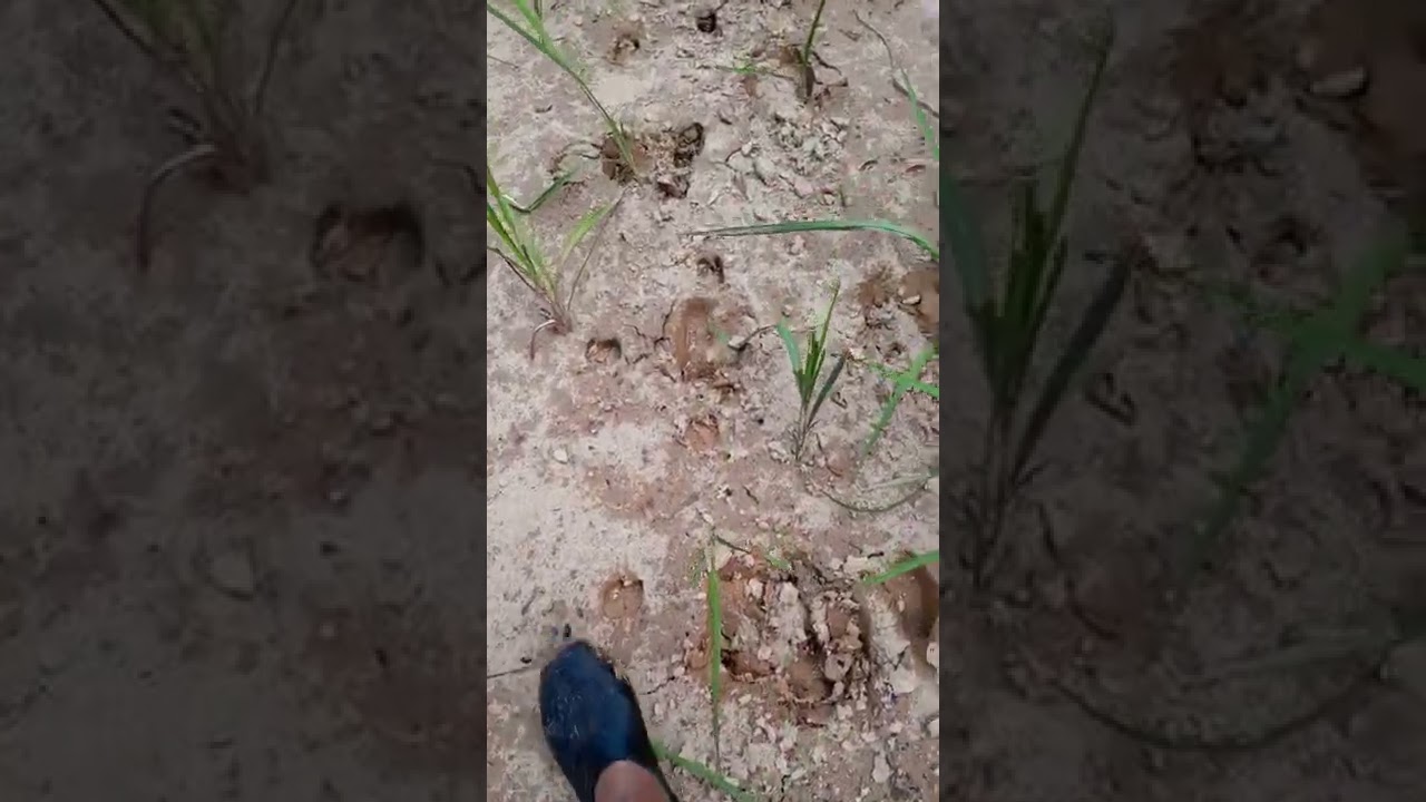 lagi kesan2 peninggalan tapak harimai,kijan dan seladang