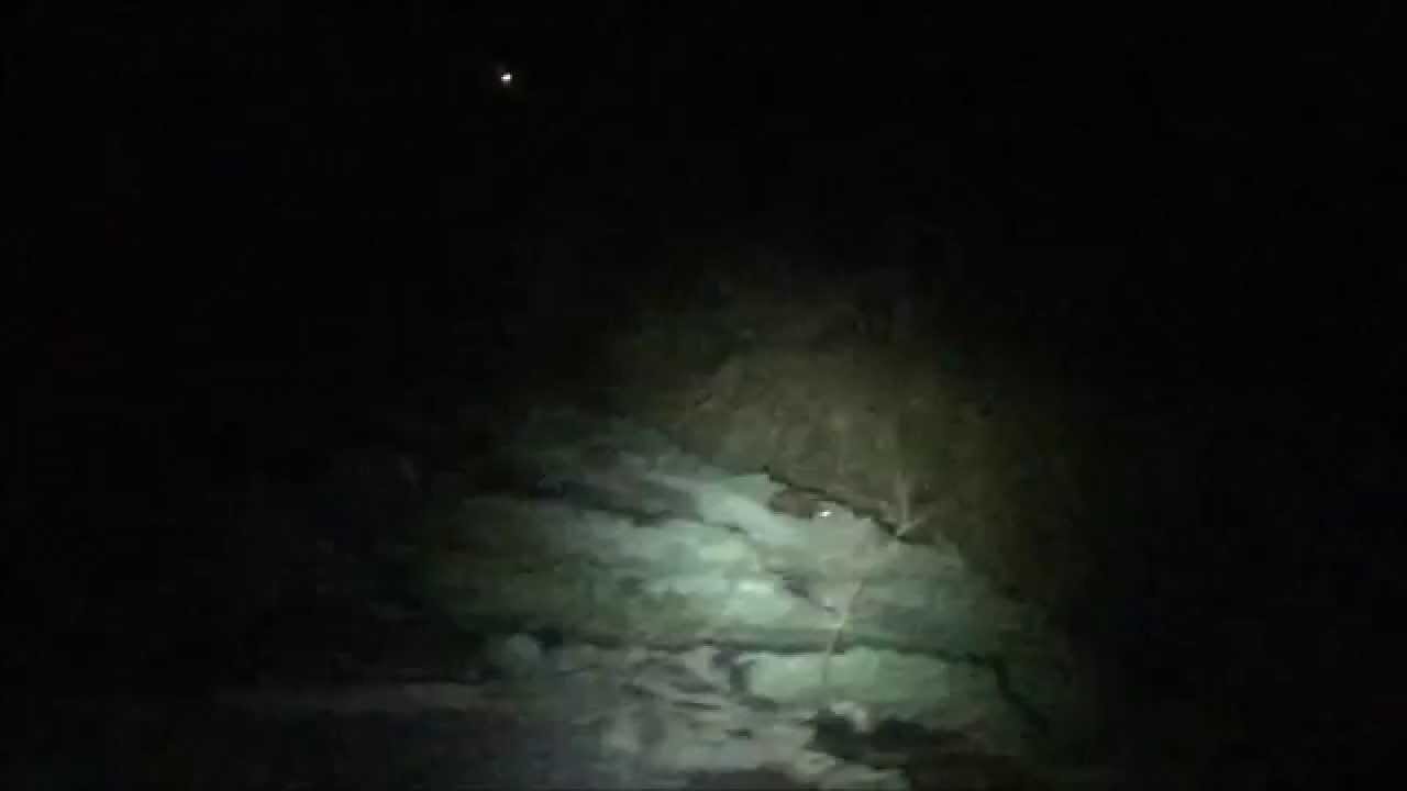 Snipe drumming while watching pine marten and Irish hare in Sneem Ireland