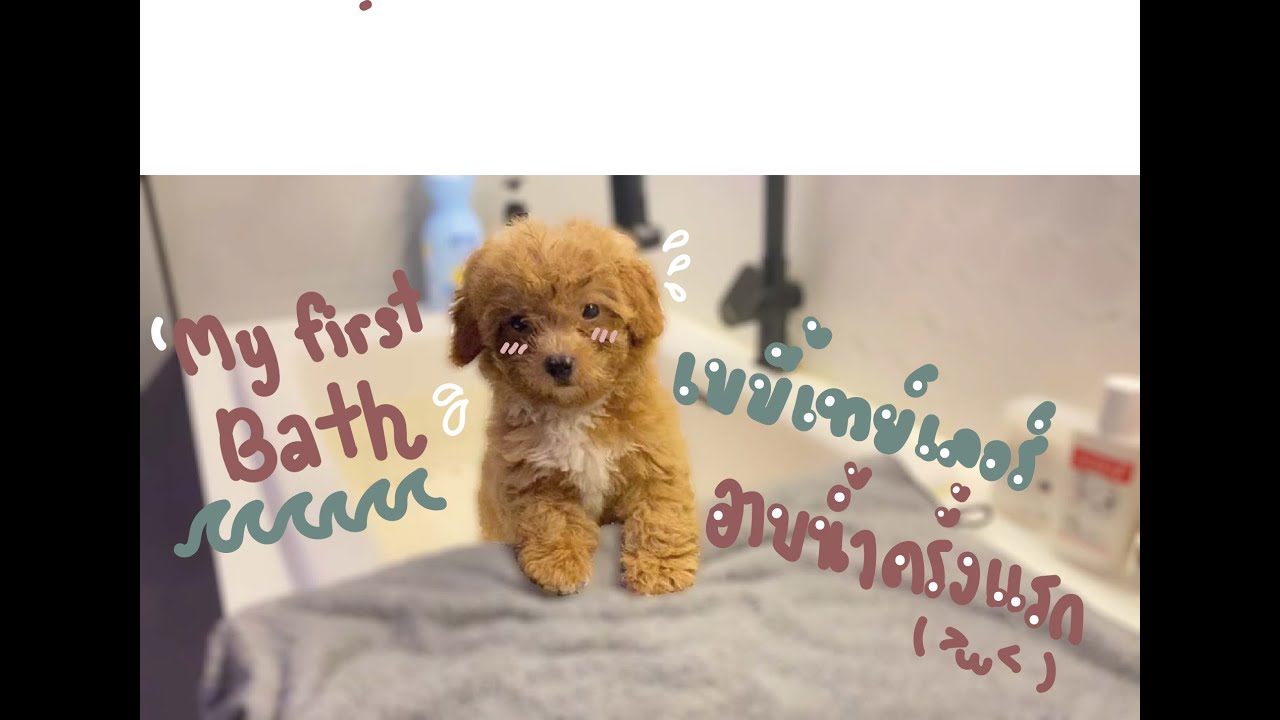 อาบน้ำครั้งแรกของเบบี้เทย์เลอร์ พูเดิ้ลทอย จะราบรื่น หรือราบคาบ ep 3
