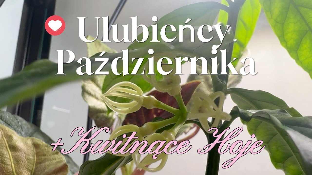 Moi ULUBIEŃCY PAŹDZIERNIKA 🌿🍁 + BONUS: Kwitnące HOJE!