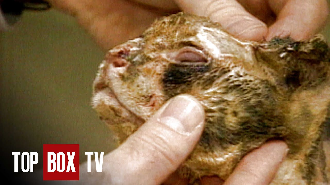 Mother Cat Saves Kittens In House Fire - Animal Miracles 109 - Dixie and the Snake