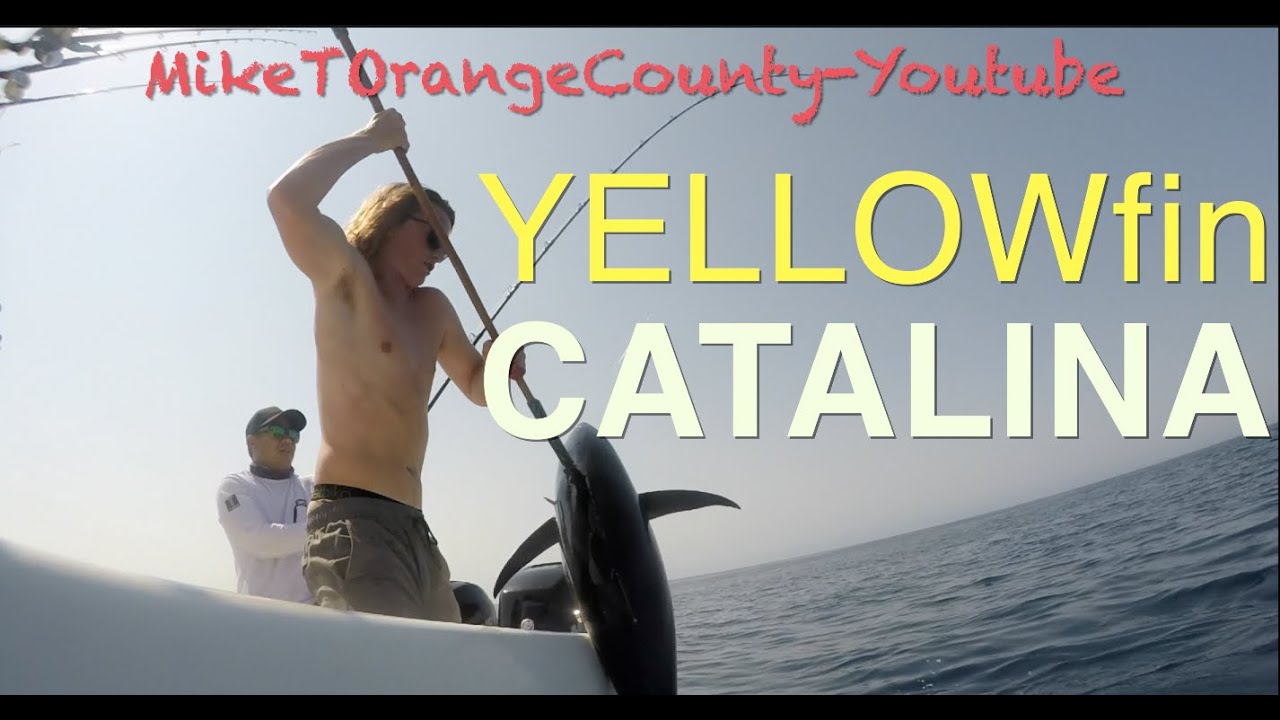 Yellowfin Tuna | Slow Pitch | Tsunami Trophy | Avet | TTWINS | Shimano Talica
