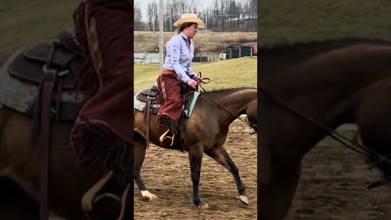 Mouse/ 5 yr old AQHA mare well broke to ride 
