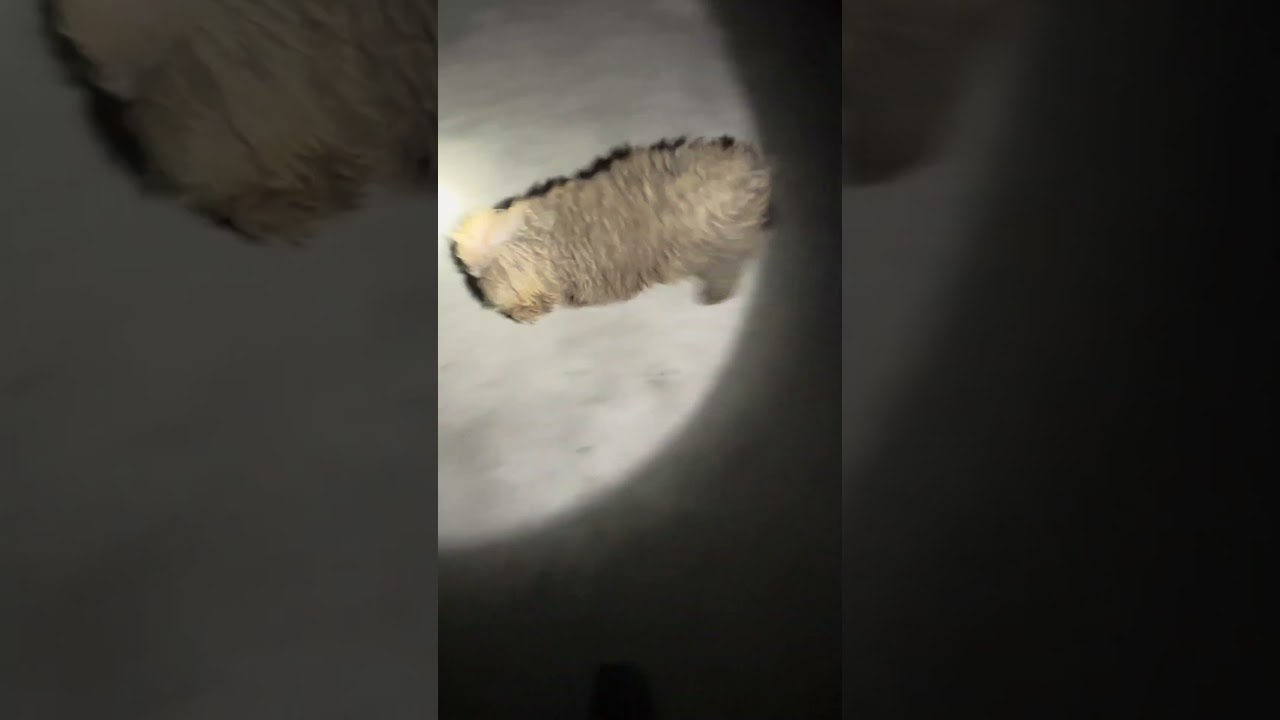 一开门富贵赶紧开溜了，我到处找，还好自己回来了 #pets #老友狗狗 #puppy