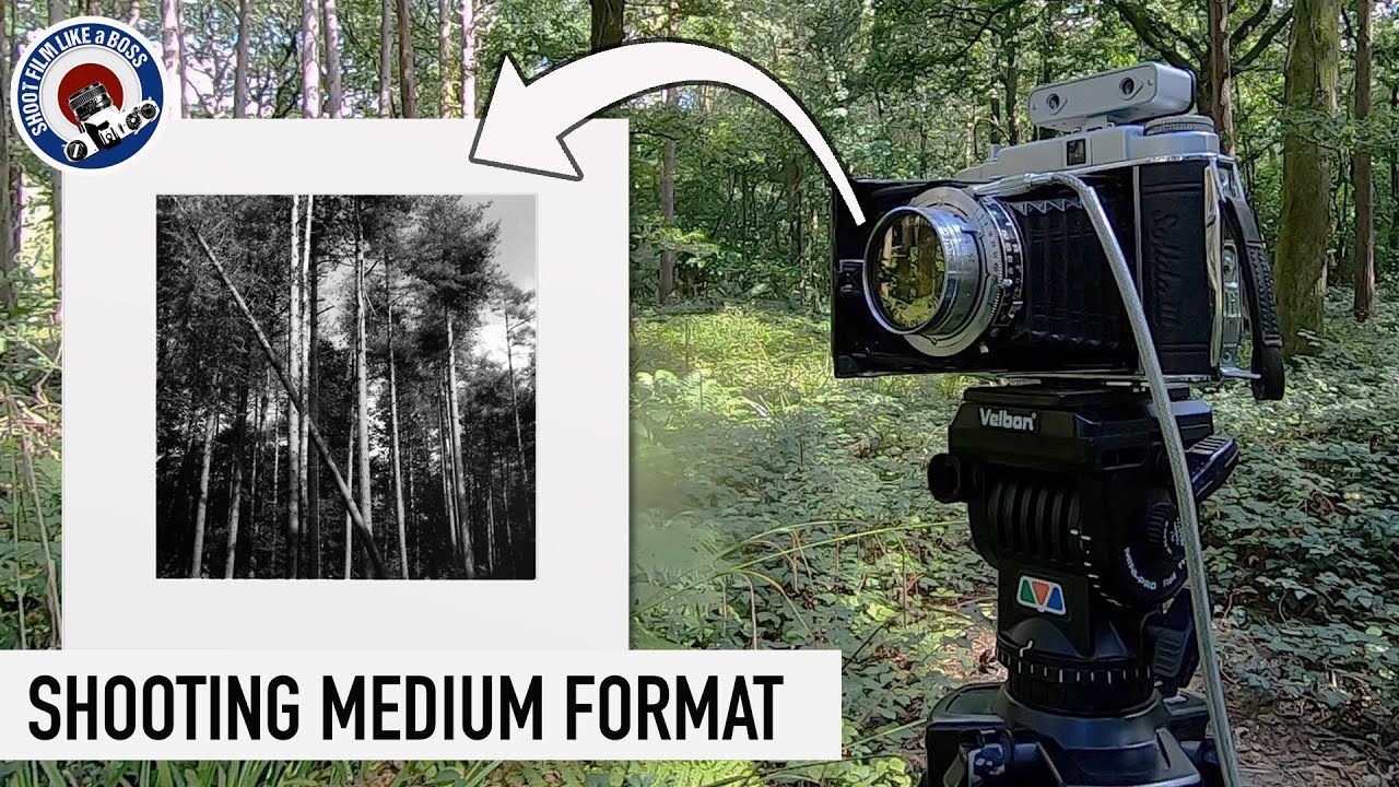 Medium Format Film Photography - 6X6 Woodland Negatives and Darkroom Prints