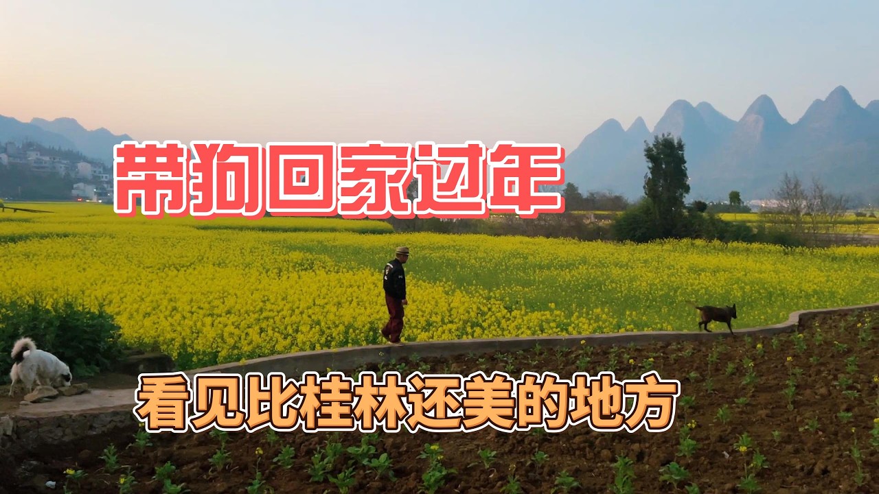 鐵牛旅行記839集/帶狗回家過年路過貴州，沒有想到這裡春暖花開比桂林還要漂亮#狗是人类最忠诚的朋友 #環遊中國