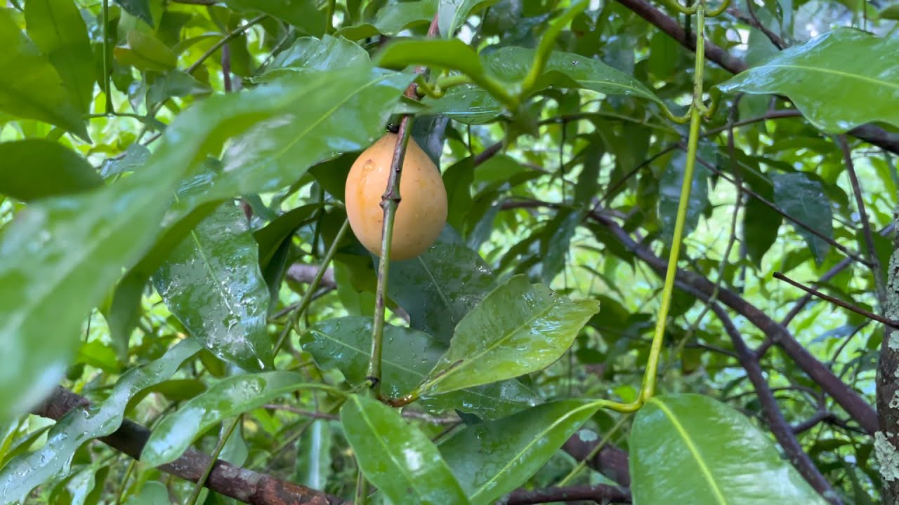 Biodynamic Natural farming, when to pick Achacha fruit.