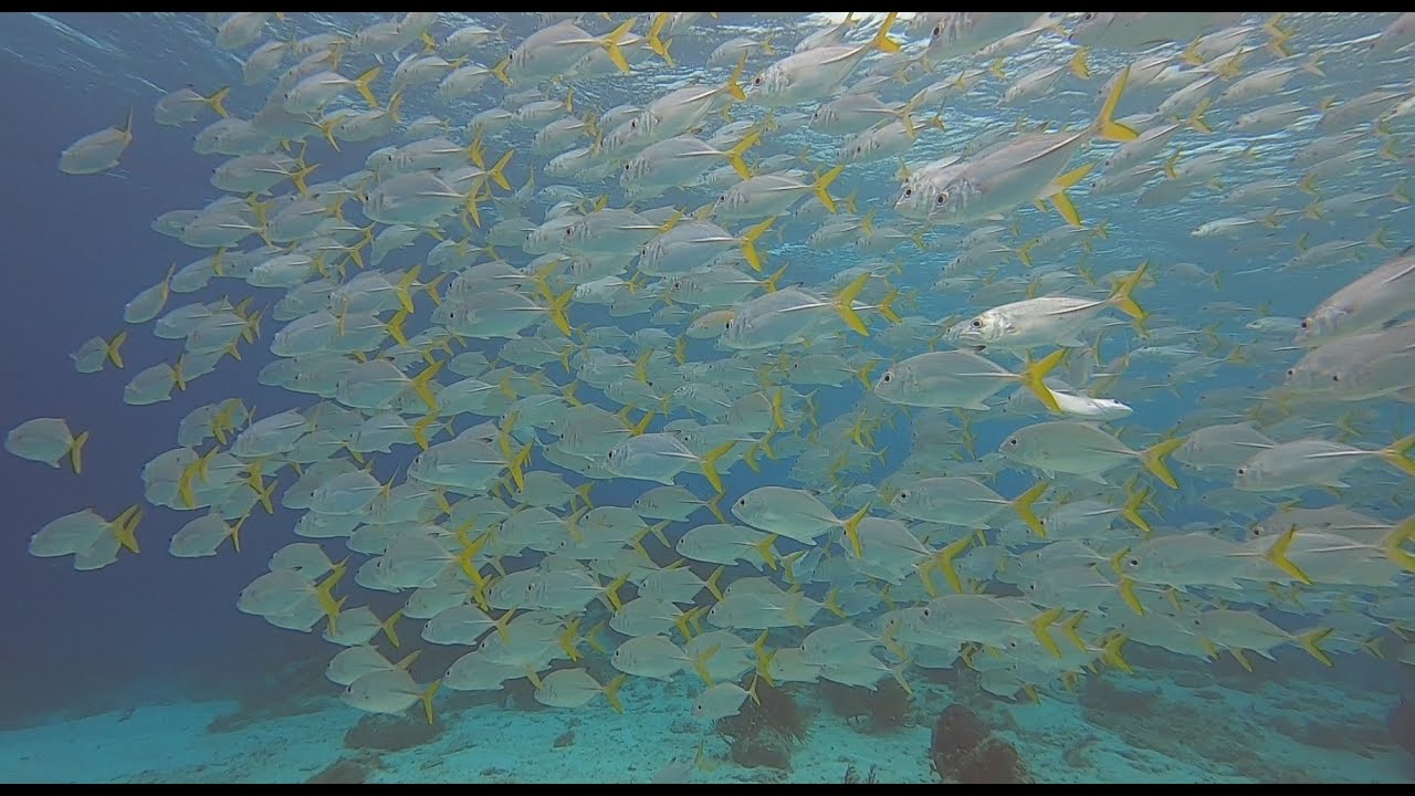 SCUBA Belizean Reef - Ambergris Caye - Hol Chan (2021.02.20)