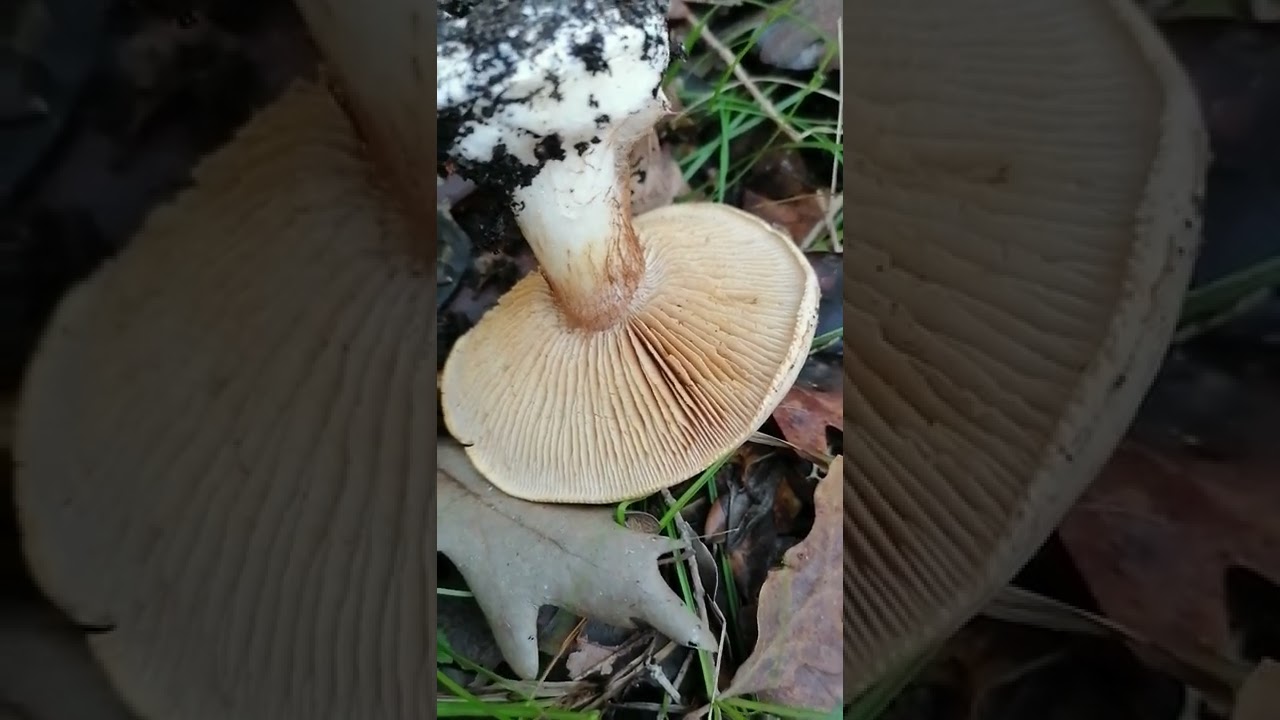 &Ouml;r&uuml;mcek mantarı, Cortinarius , Fool's webcap, Zehirli mantarlar, mantar t&uuml;rleri, mantar &ccedil;eşitleri.