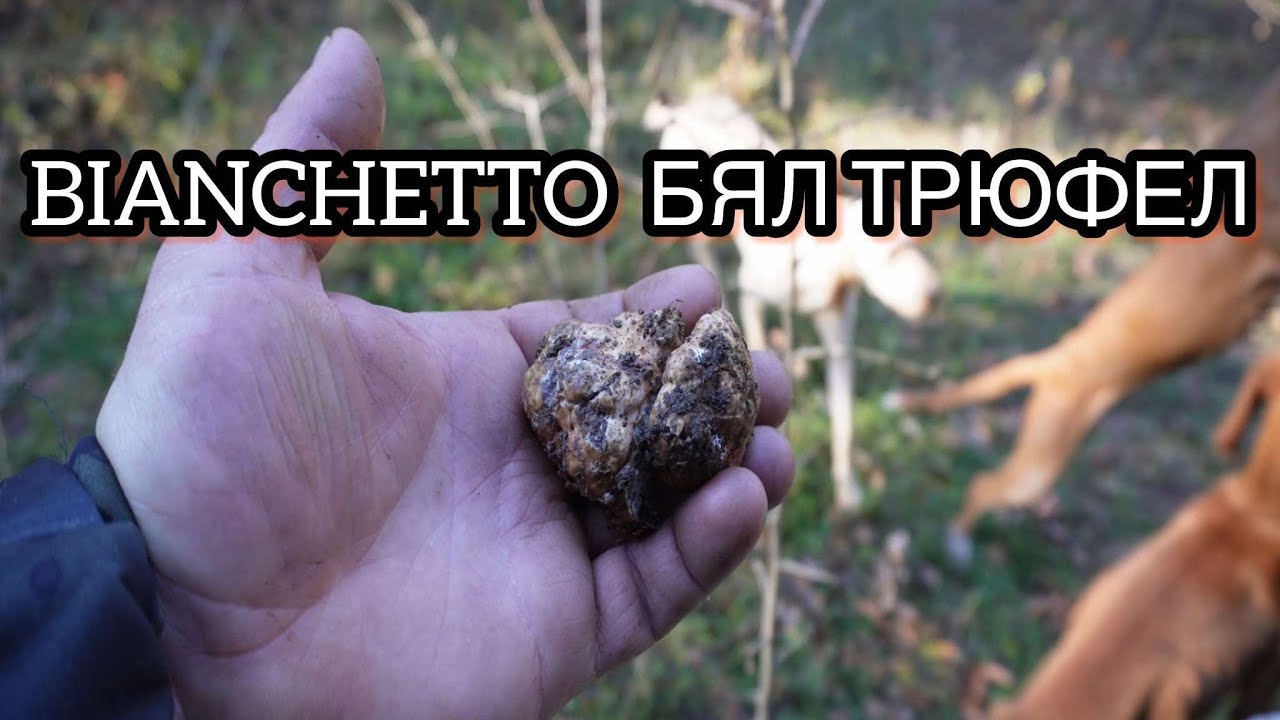 На лов за BIANCHETTO [ БЯЛ ТРЮФЕЛ ] с Боби 2024  #Truffle Hunting