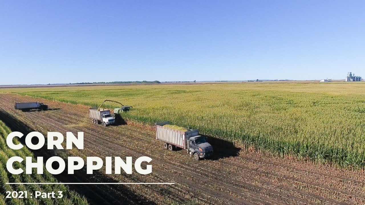 Corn Chopping 2021, Part 3 (3)