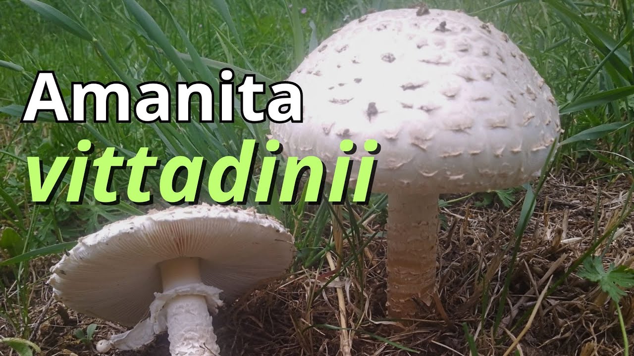 Amanita vittadinii | RARA Amanita cubierta de escamas que nace en praderas. ¿SETA COMESTIBLE?