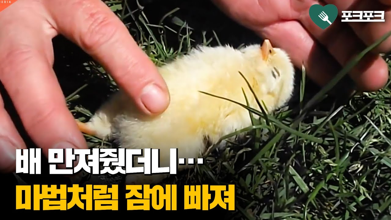 배 만져줬더니 마법처럼 잠든 병아리