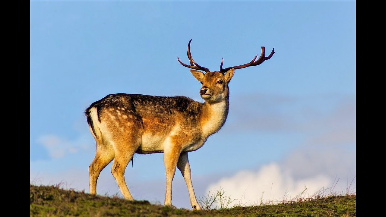 Deer Spotting in the Amsterdam Water Supply Dunes Zandvoort 24-03-2019 Vlog 403