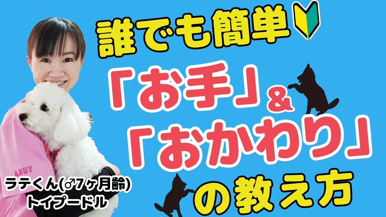 【犬の芸】誰でも出来るお手・おかわりの教え方お教えします！愛犬にお手・おかわりを教えたい方必見！！☆トイプードル・ラテくん