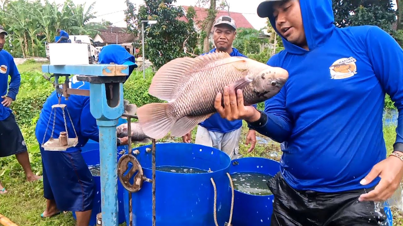 🔴 panen hari raya harga tetap sama ‼️ Ancor pesekna telur 😭