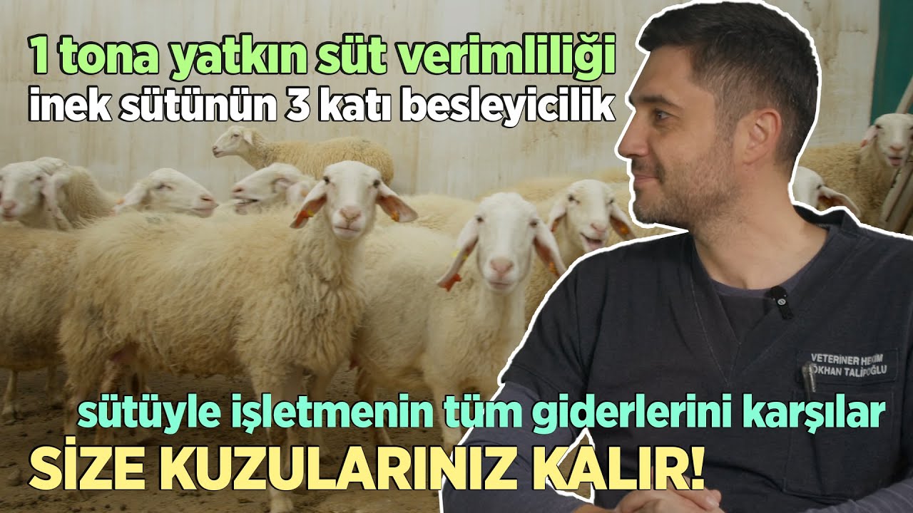 1 TONA YATKIN SÜT VERİMLİLİĞİ / Sütüyle İşletmenin Tüm Süt Giderleri Karşılanır, Size Kuzunuz Kalır!