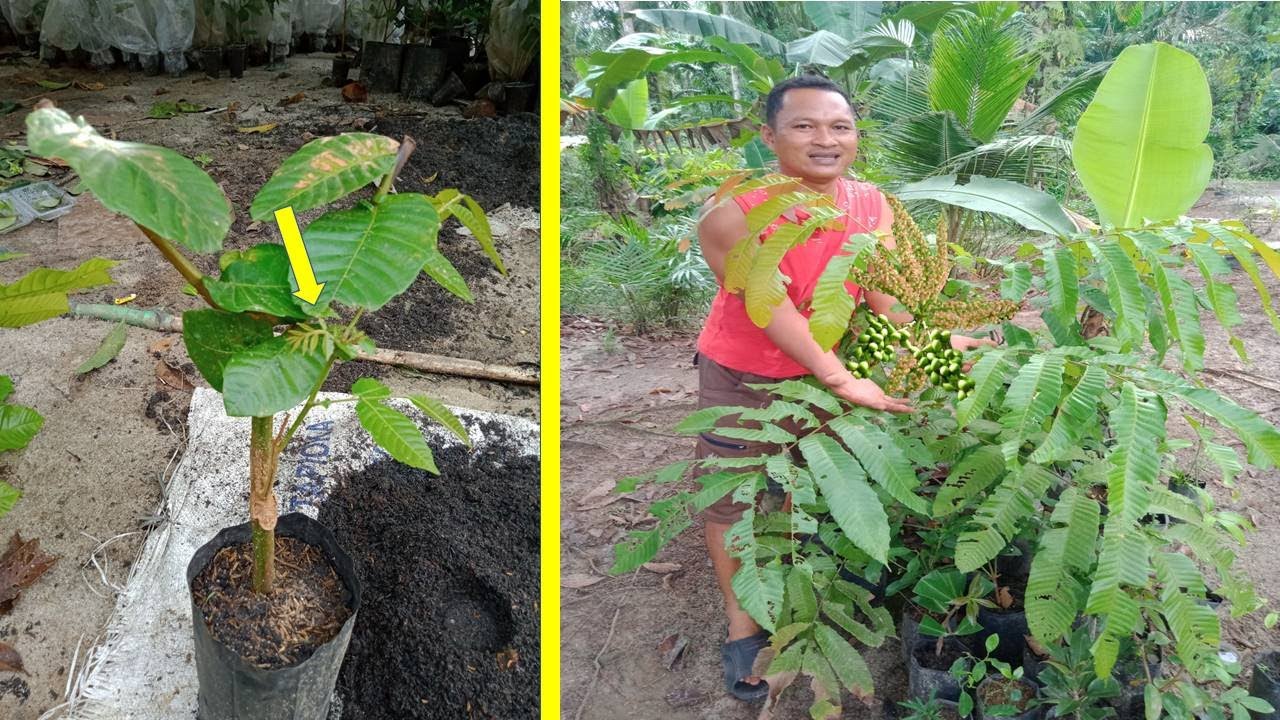 Cara nya sudah terbukti stek pohon matoa cepat tumbuh
