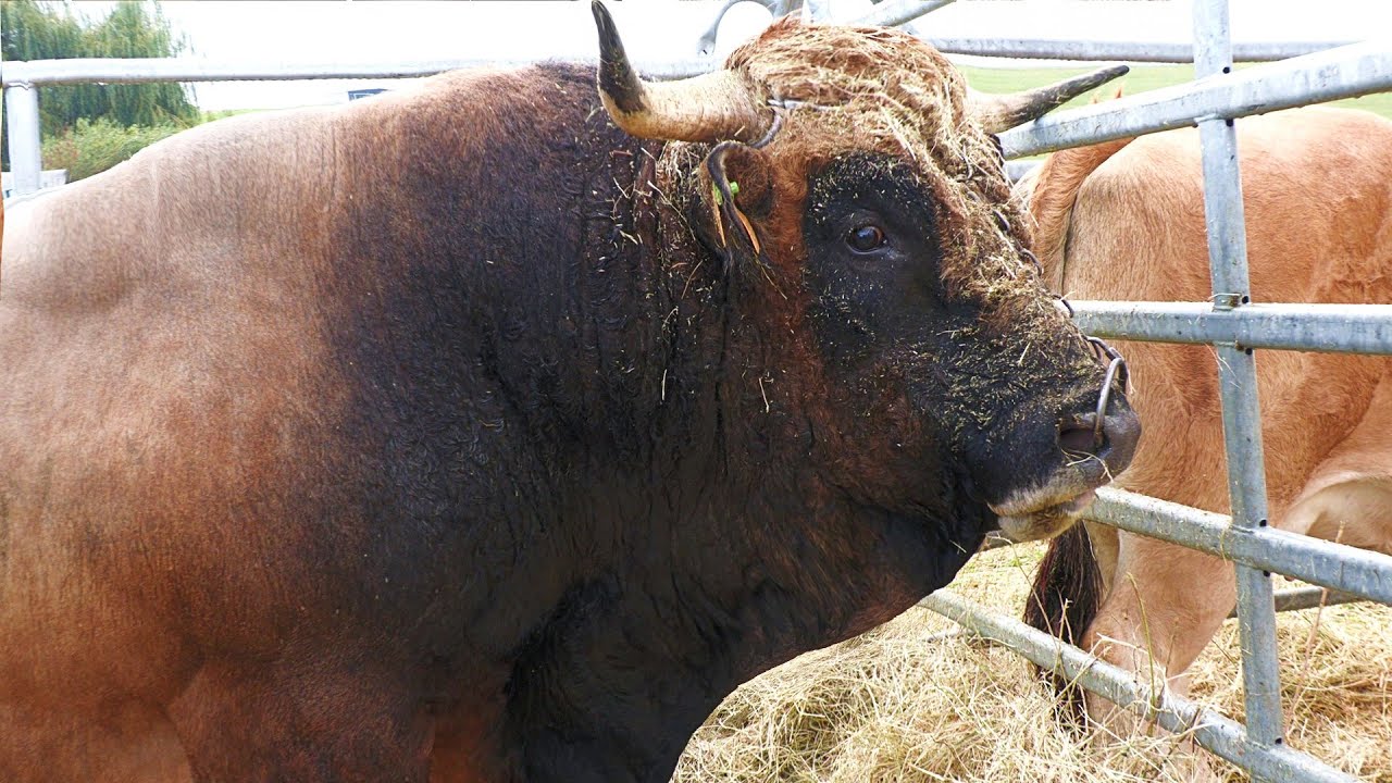 Animale de rasă Taur 1200 kg Victor Fărcaș de la Săvădisla - Cluj 2022