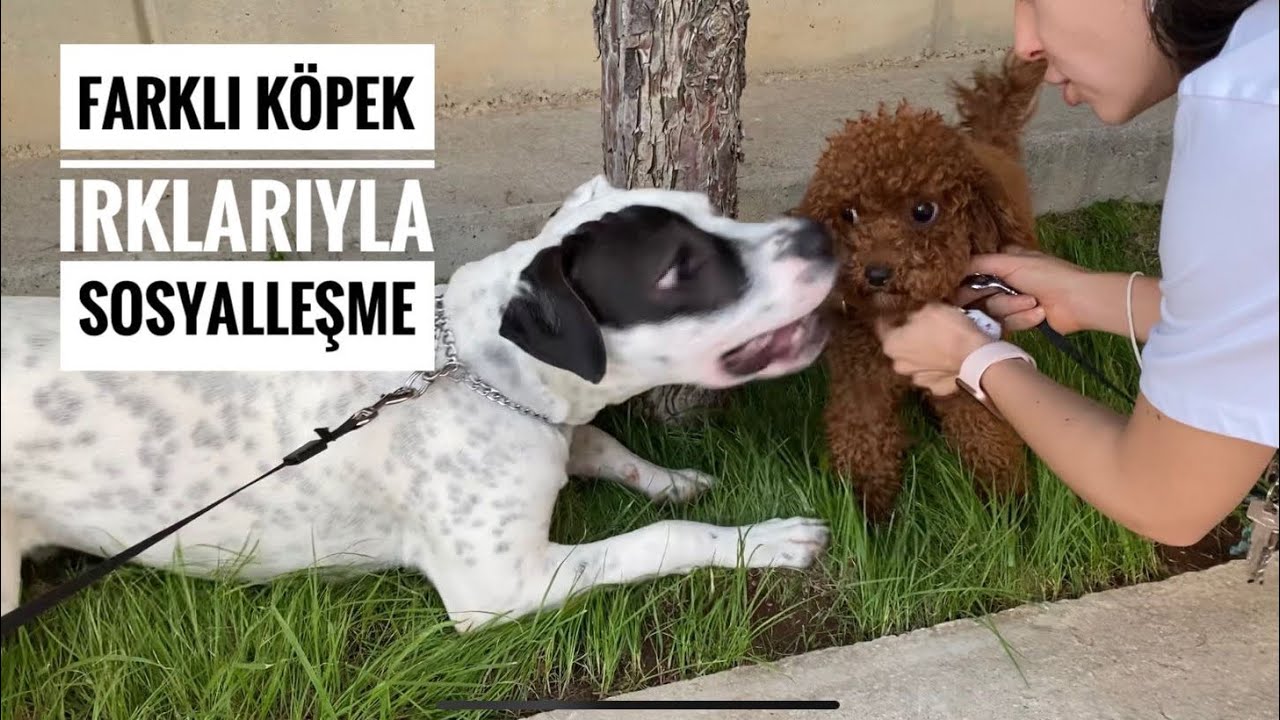 VLOG | POODLE CİNSİ KÖPEĞİMİZİN BİR GÜNÜ NASIL GEÇİYOR ? | FARKLI KÖPEK IRKLARIYLA SOSYALLEŞME |