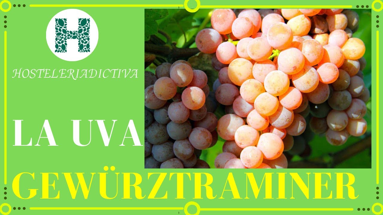 🟢UVA GEWÜRZTRAMINER [uva blanca][vino blanco]✅[CURSO DE VINOS🍷]