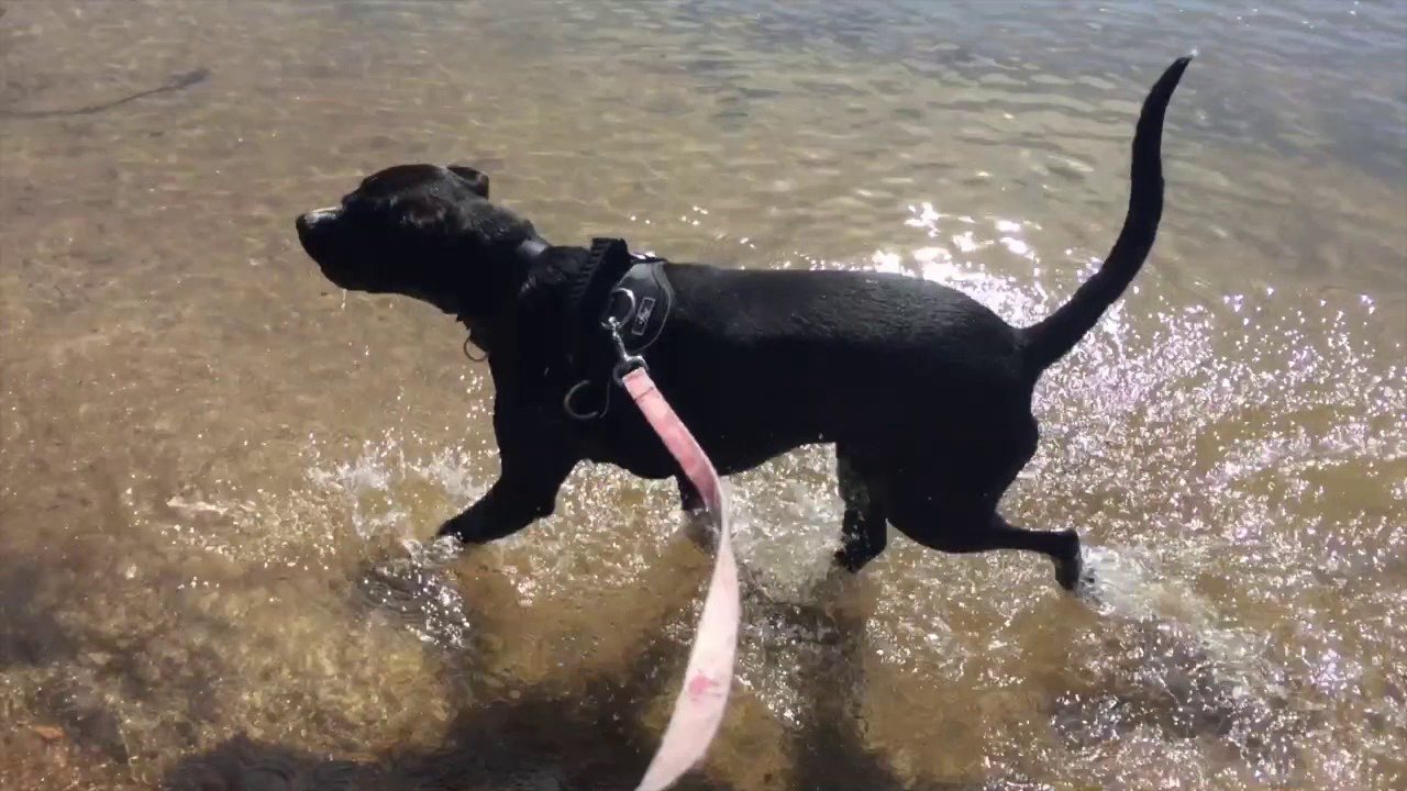 puppy summer fun!