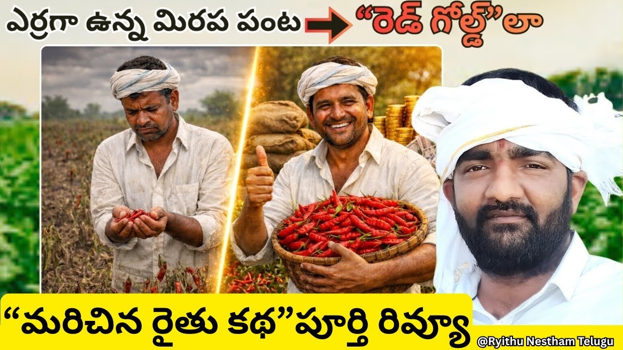“రెడ్ గోల్డ్”లా “మరిచిన మిరప పంట రైతు కథ”పూర్తి రివ్యూ | 
