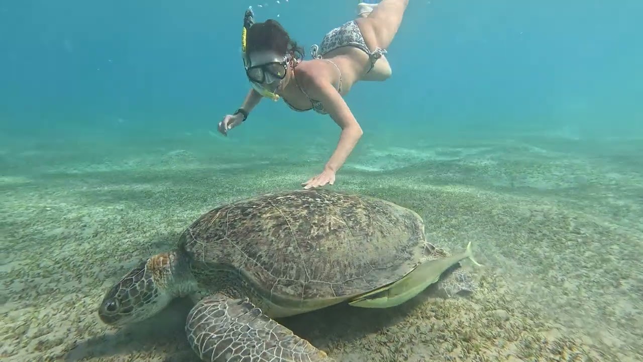 Egypt Marsa Alam underwater sea life