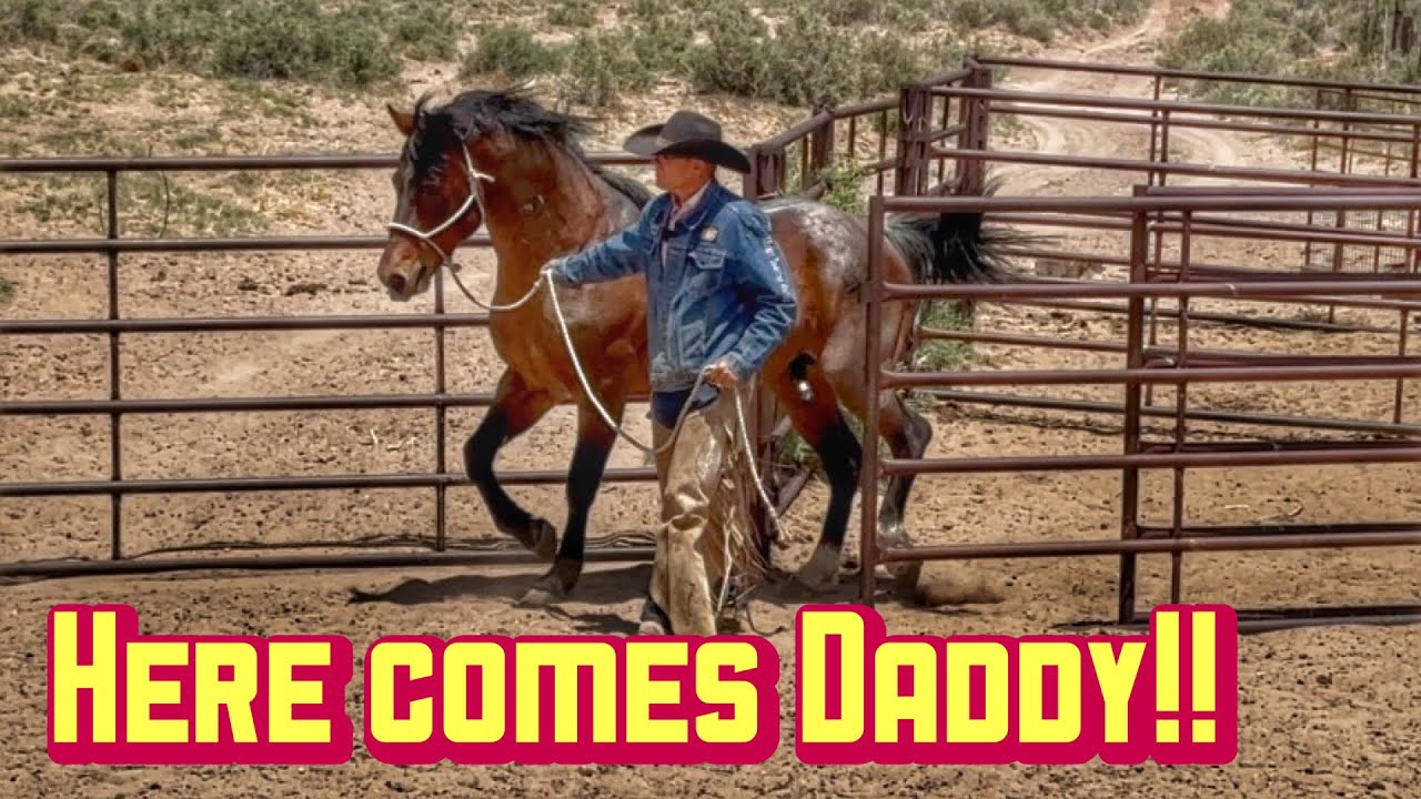 Turning out one of the NEW STALLIONS | See NEW FOALS!!!