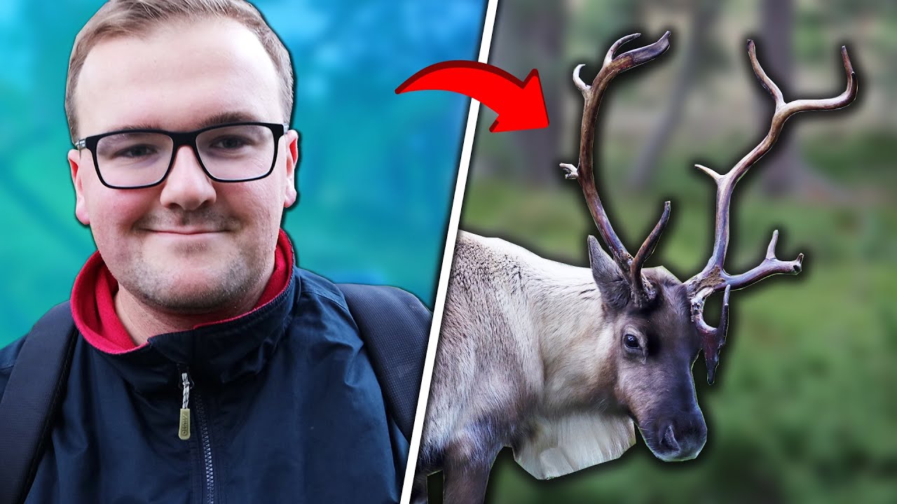 Want To FEED A Reindeer In The UK? Go Here!