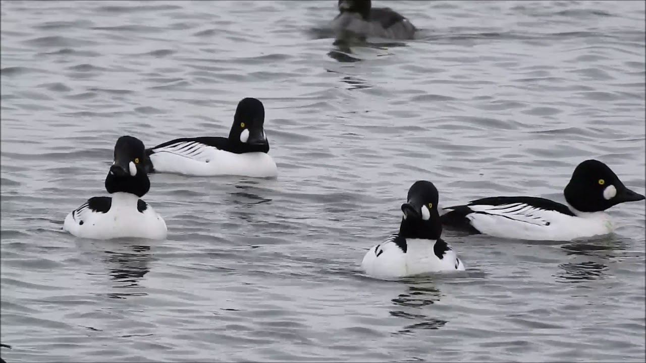 Common Goldeneye Courtship Displays