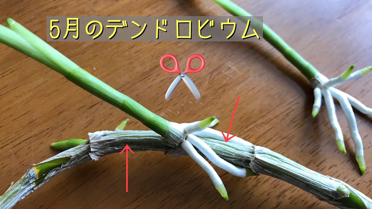 5月のデンドロビウム。高芽が出ていませんか？ 朝日の当たる軒下で午後は日陰になります